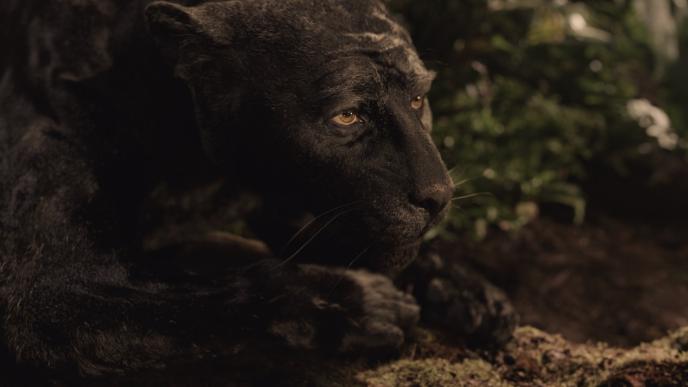 side view of bagheera looking ahead