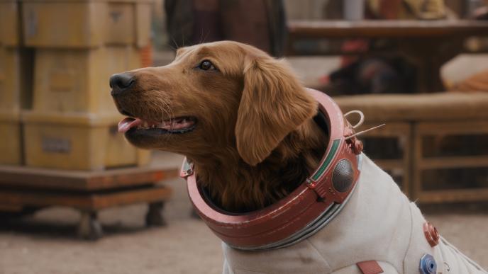 Cosmo, a rust-coloured Labrador dog in a space suit