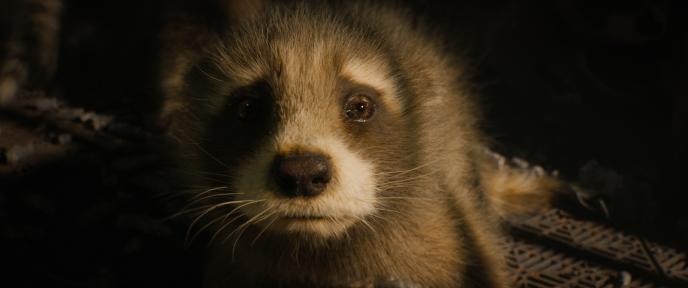 A baby raccoon