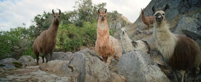 CGI Llamas in Paddington in Peru