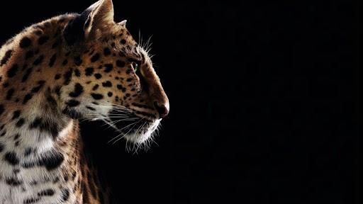 Cartier_Panther