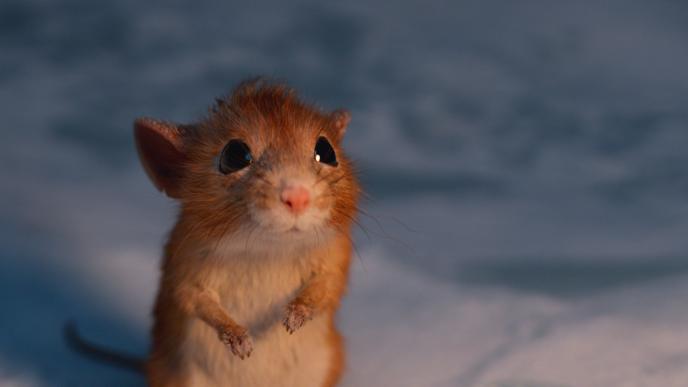 Miika the mouse