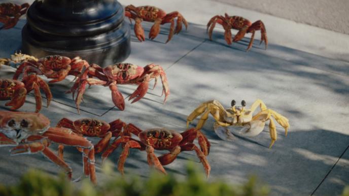 animated crabs walking on a sidewalk