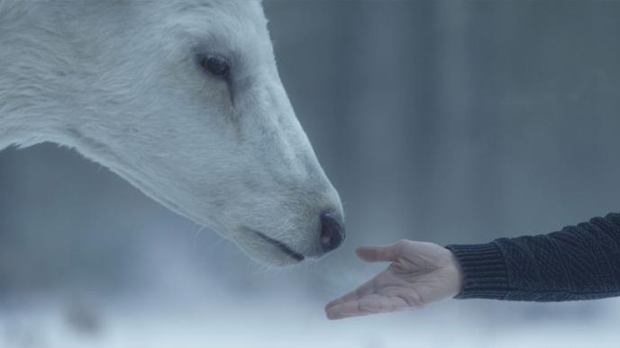 A white stag approaches a man's outstretched hand