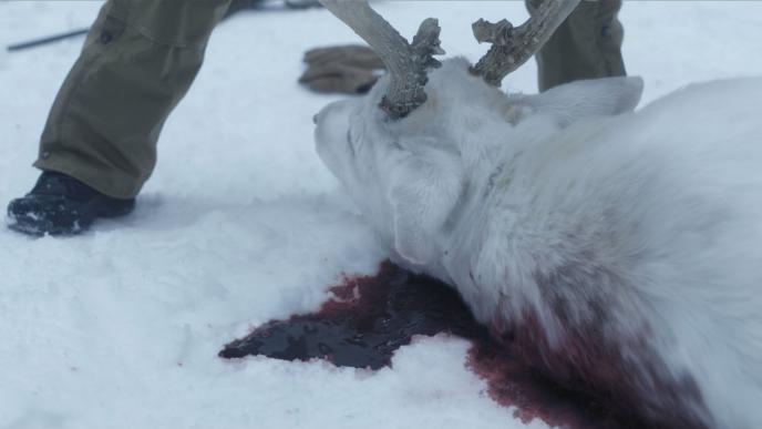 A white stag lies on snow stained with blood