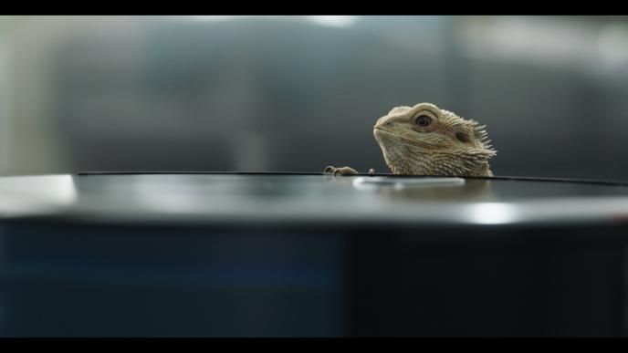 the head of pet bearded dragon jeff poking his head above a table