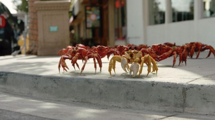 animated crabs on a sidewalk