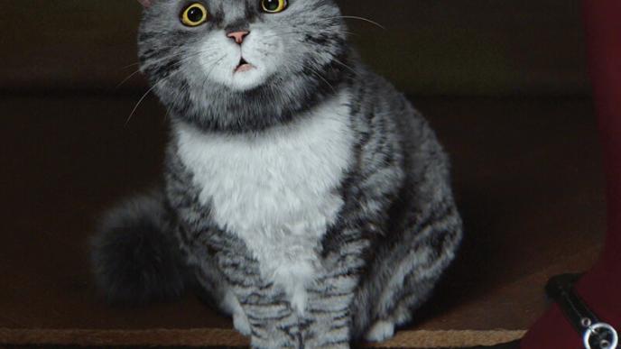 front view of the animated character mog the cat looking curious