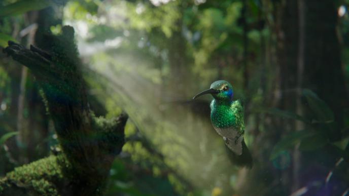 cg animation of a hummingbird flying mid air in a forest