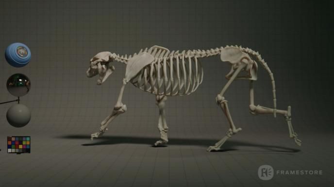 A tiger skeleton