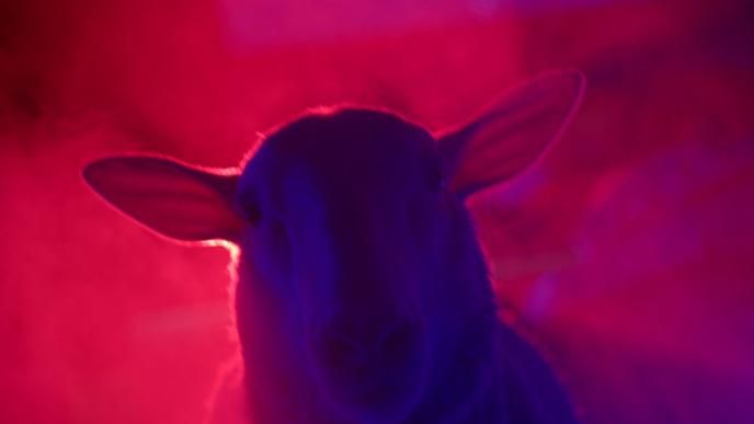 a close up head shot of a sheep in front of a red and purple mood light background