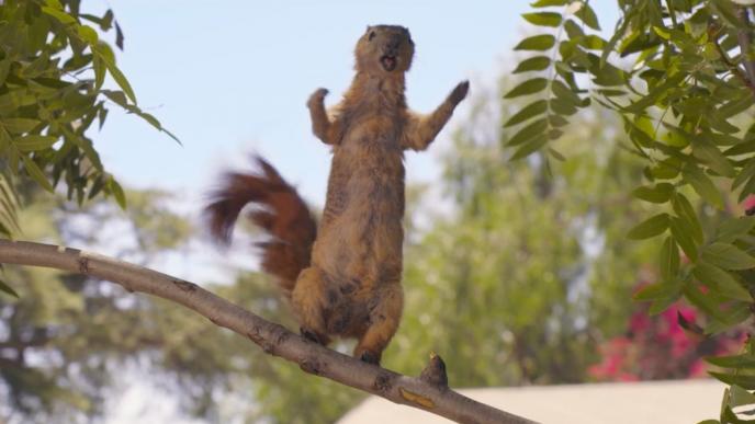 a cg animated squirrel standing on a tree branch shouting with its arms open