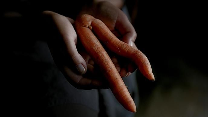 a close up shot hands holding a deformed carrot