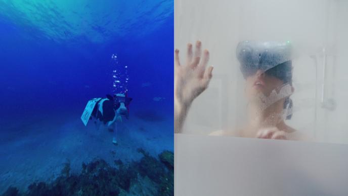 a split screen of a cow swimming underwater on one side and a man vwearing a vr headset in a shower in the other