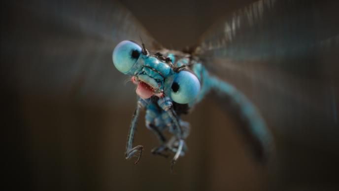 close up of the blue james the dragonfly from the dolittle film 