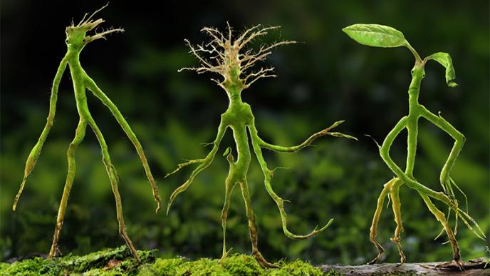 three bowtruckle creatures are resemble twig animals. their heads are made up of roots and leaves