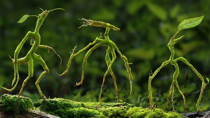 three bowtruckle creatures are resemble twig animals. their heads are made up of roots and leaves
