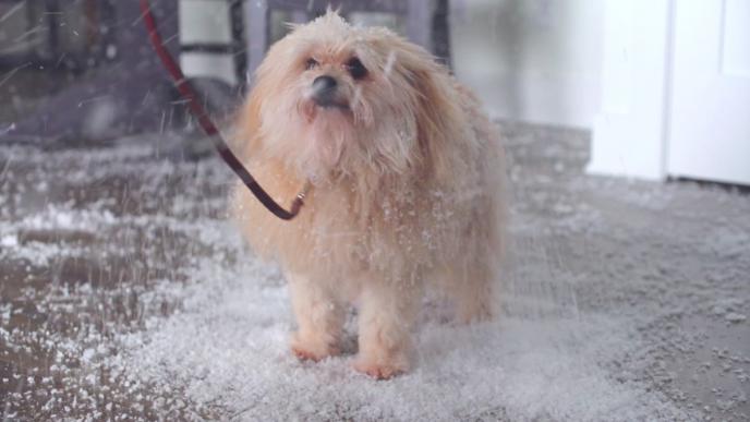 a small dog standing in snow