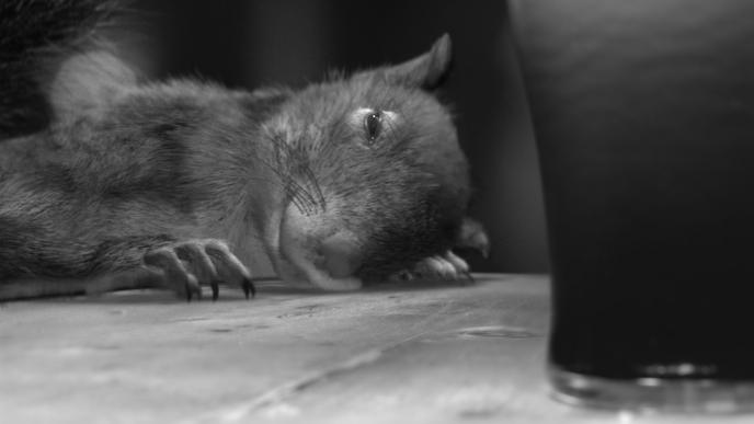black and white image of a cg animated drunken squirrel sleeping on a table with a pint of guinness covering the right side of the image