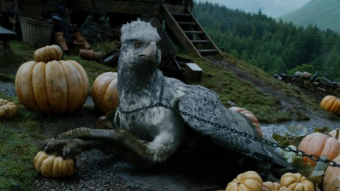 buckbeak the hippogriff chained up, sitting with its claws on a pumpkin in a pumpkin patch next to hagrid's hut.