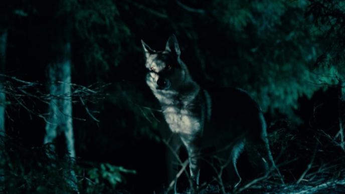 a wolf in between trees in a forest set in nighttime