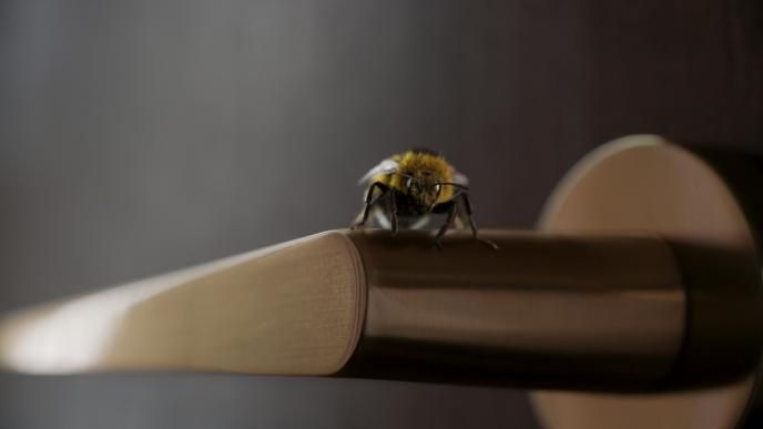close up of a bee perched on a door handle