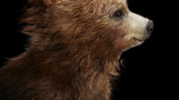 detail shot of paddington bear facing the right