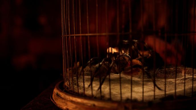 cg animated photorealistic tarantula in a cage