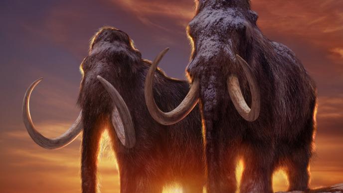 two whooly mammoths standing on top of a snowy hill as the sun sets behind them. there is snow on their faces and backs