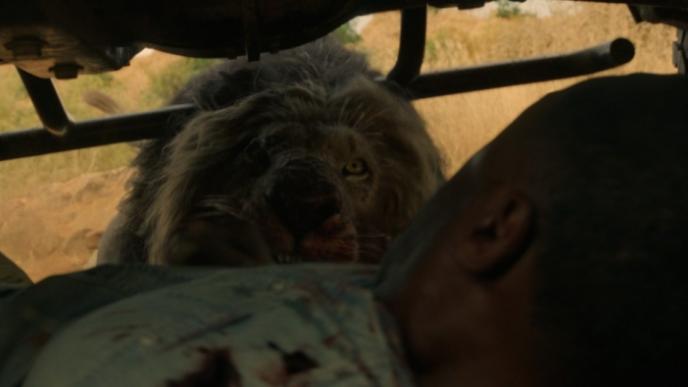 A lion tries to lunge under a jeep, attacking the man hiding there