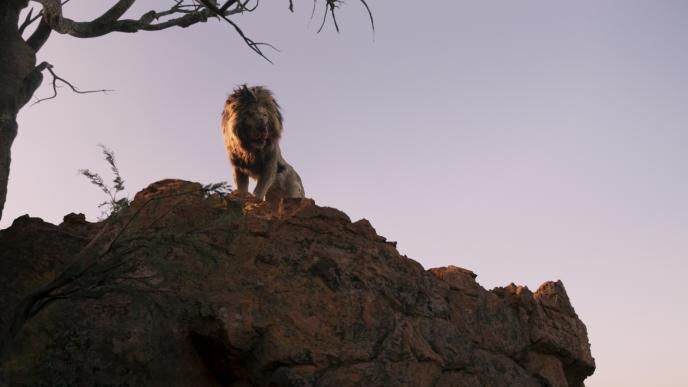 A lion sits on top of a large rock