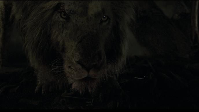 A night-time close up shot of a photoreal lion