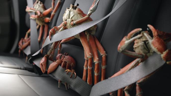 Three small crabs belted into the backseat of a car