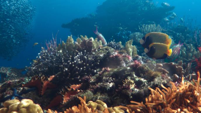 Two yellow and blue fish in a coral reef with a school of smaller fish on the left.