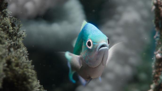 A blue fish in a coral reef.