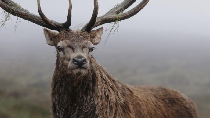 A close up of a CG stag in the scottish highlands
