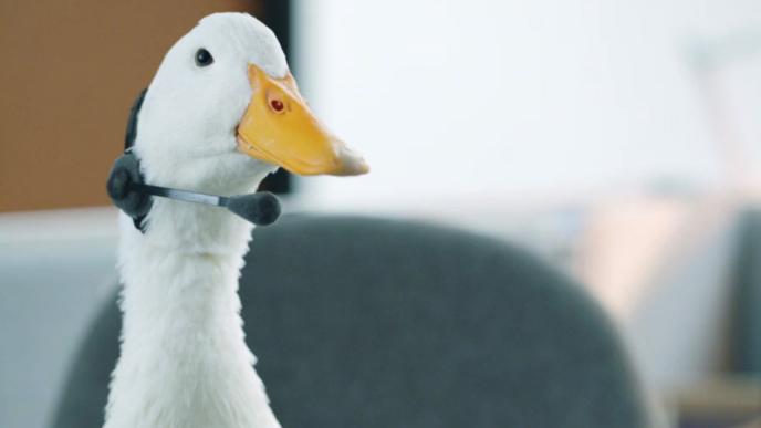 A white duck with a yellow beak wears a phone head set