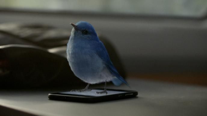 A blue bird stands on a smartphone
