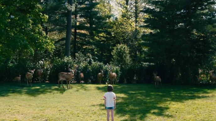 Deers around the family home's backyard