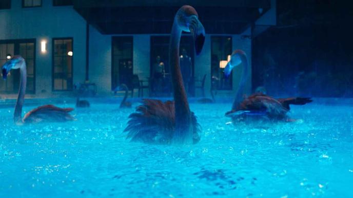 Final grade image of Flamingos in the pool 