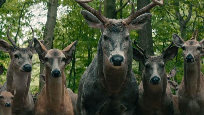 Group of deers final grade version 