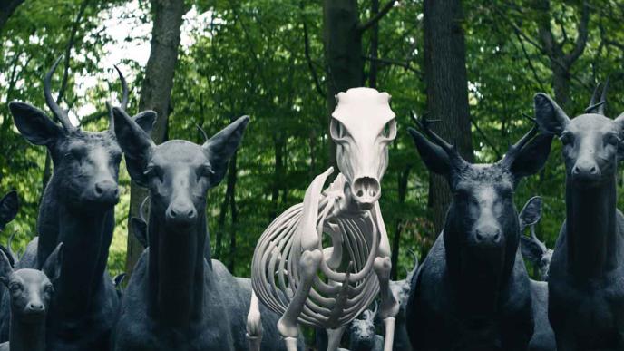 Skeleton of group of deers 
