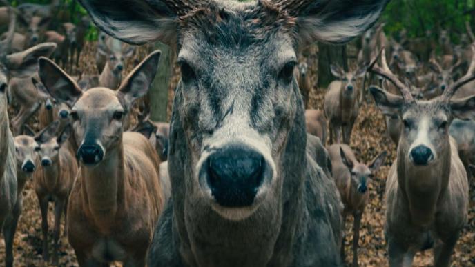 Male stag final grade version 