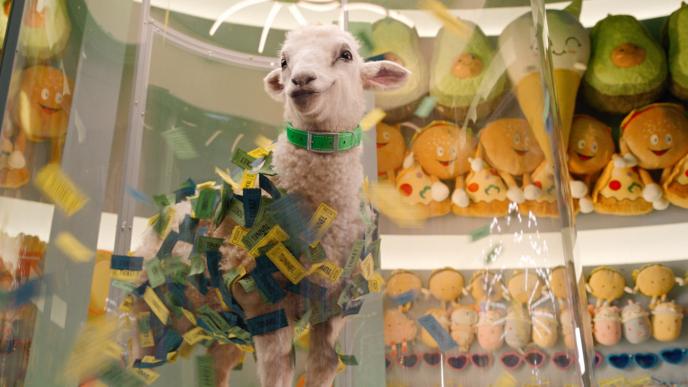 A sheep stands in a ticket tornado game at a fair, with carnival tickets stuck all over its wool