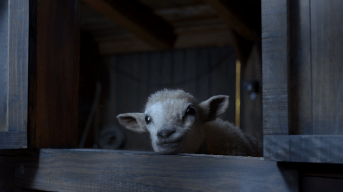 a sheep looks into the night