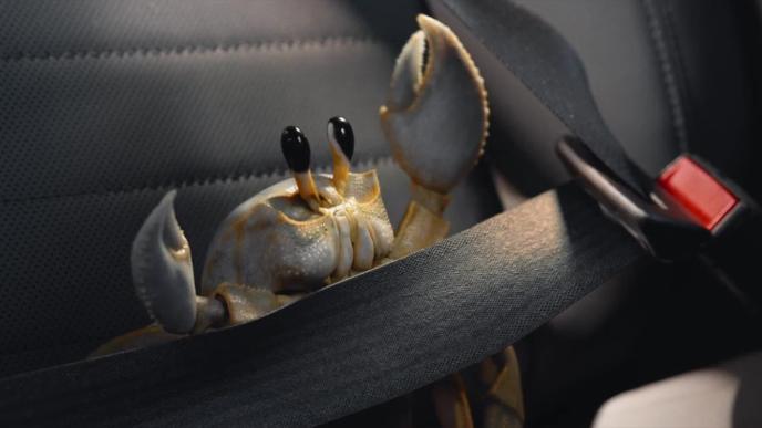 A crab sat in a car wearing a seatbelt.