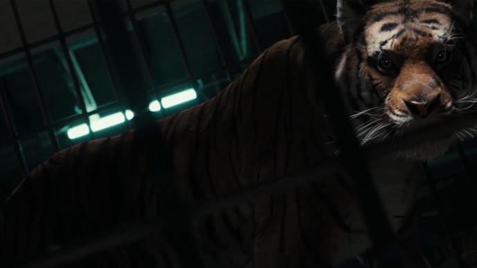 A tiger in a dark cage looking up to the light.