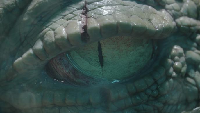 Duke's Eye Close Up