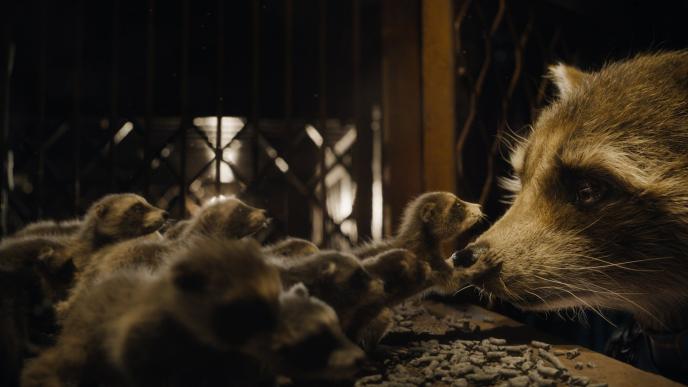 Rocket Raccoon pokes his nose into a cage filled with baby raccoons