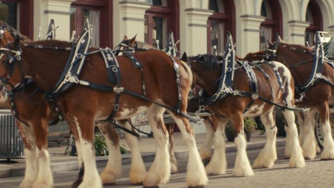 side view of six horses attached to a green carriage. there is someone sitting on the carriage holding the reigns and looking behind